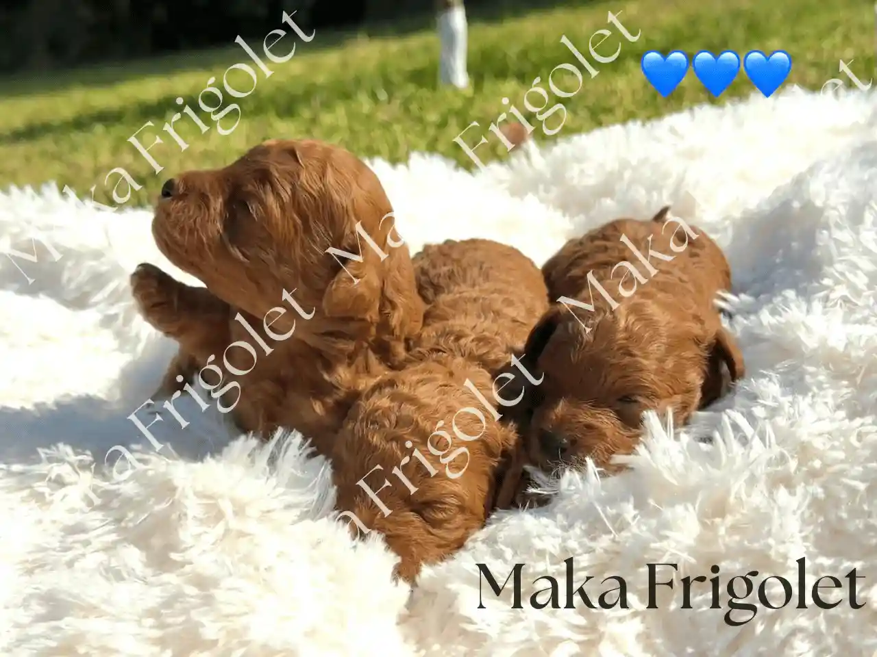 Foto de Milo Teddy Rusty