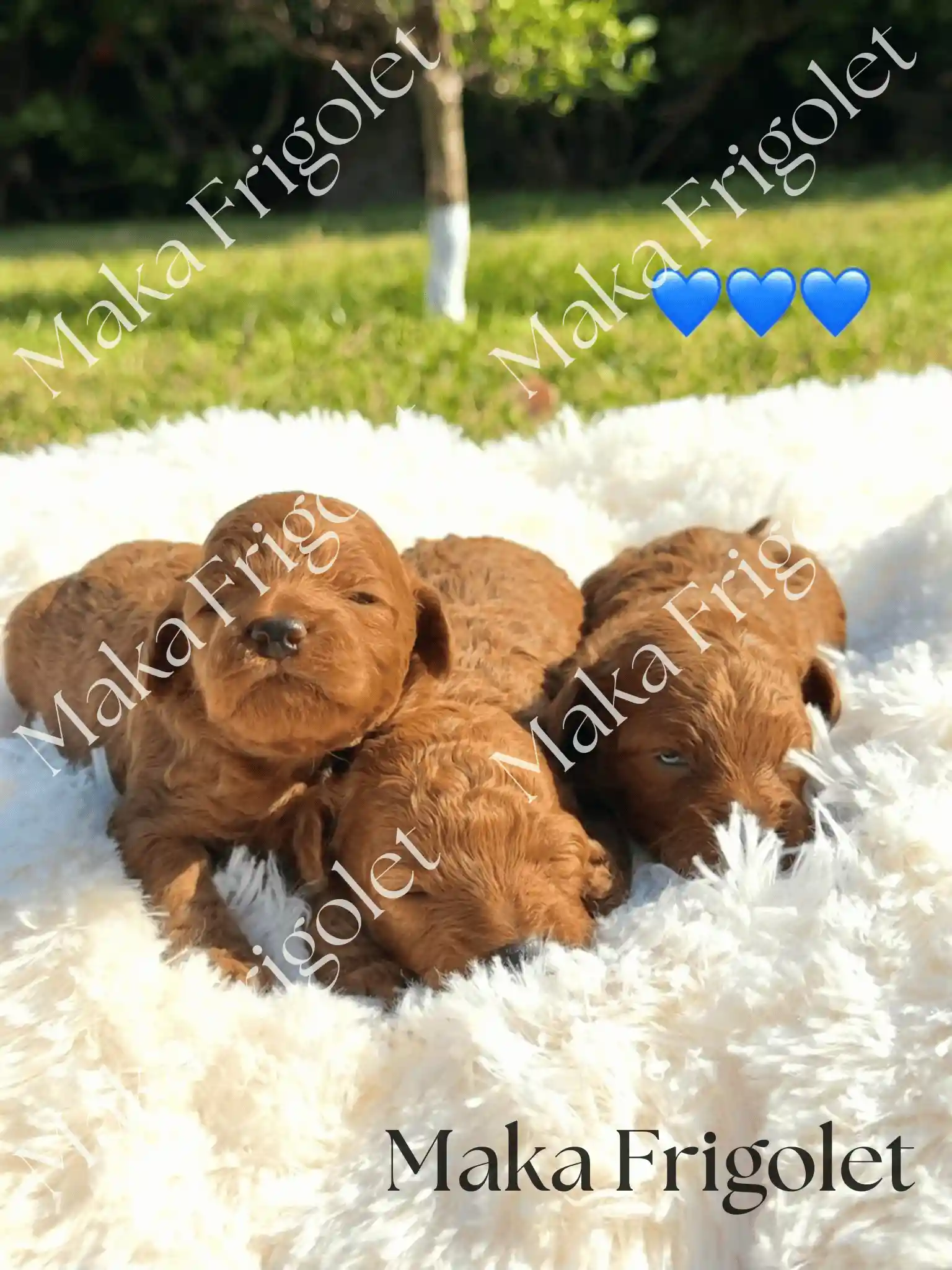 Foto de Milo Teddy Rusty